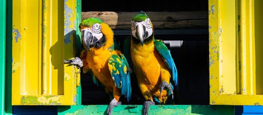 ChatGPT et autres perroquets stochastiques